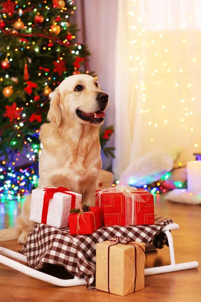 Labrador sedí poblíž saně s přítomných boxy na dřevěné podlahy a vánoční stromek zázemí — Stock fotografie