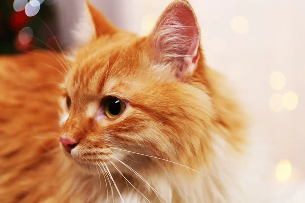 Gato rojo adorable sobre fondo de luces — Foto de Stock