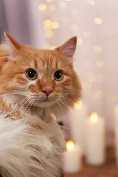 Lief rode kat op lichten achtergrond — Stockfoto