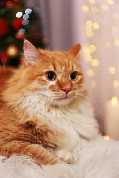 Lief rode kat op lichten achtergrond — Stockfoto