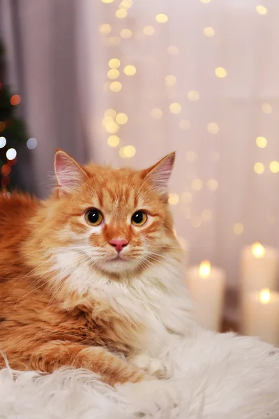 Gato rojo adorable sobre fondo de luces —  Fotos de Stock