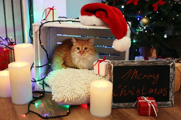 Kırmızı kedi yastık üzerinde hiçbir ahşap zemin ve Noel dekorasyon arka plan — Stok fotoğraf