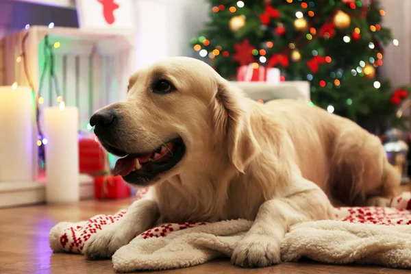 Labrador couché sur plaid sur plancher de bois et fond de décoration de Noël — Photo