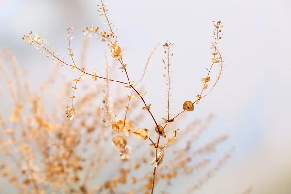 Getrocknete gelbe Wildblumen — Stockfoto