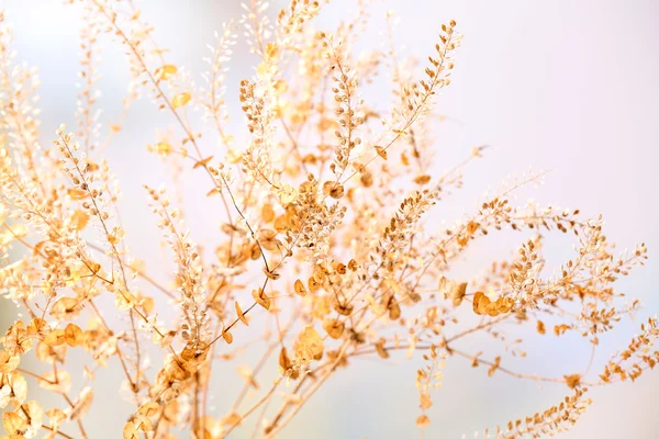 Dried yellow wildflowers — Stock Photo, Image