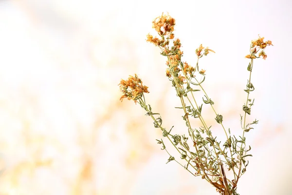 Gedroogde wilde gele bloemen — Stockfoto