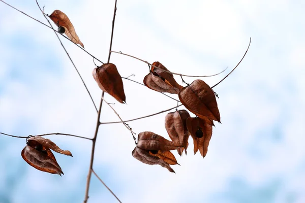 Dried wildflowers — Stock Photo, Image