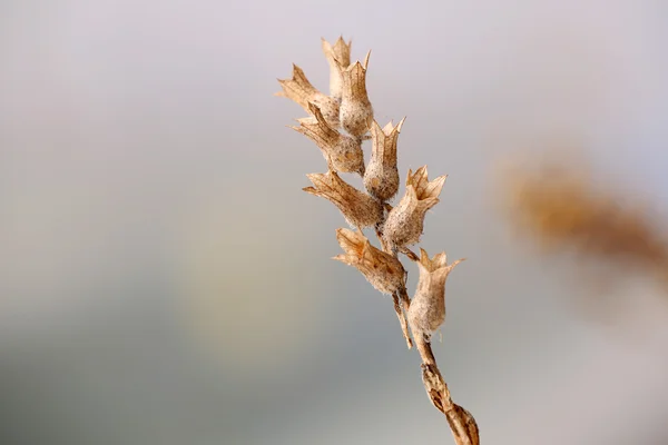 Getrocknete Wildblumen — Stockfoto