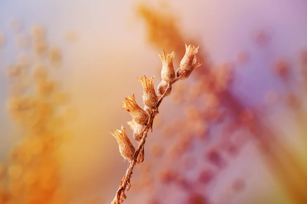 Podzimní sušených květin — Stock fotografie