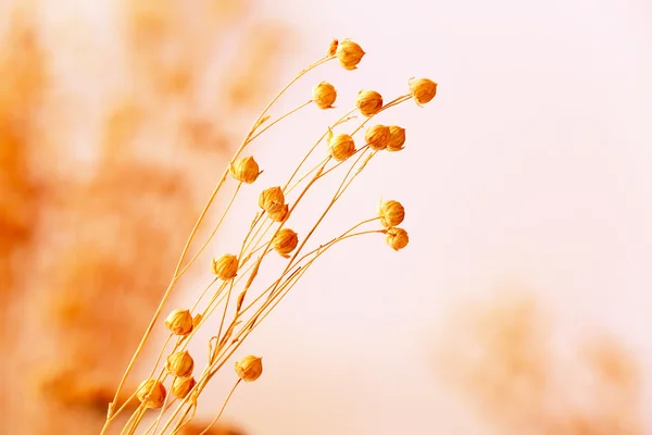 Trockenblumen im Herbst — Stockfoto