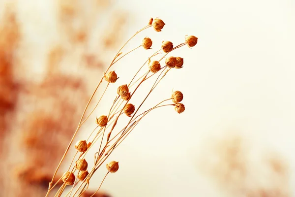 Jesienne kwiaty suszone — Zdjęcie stockowe