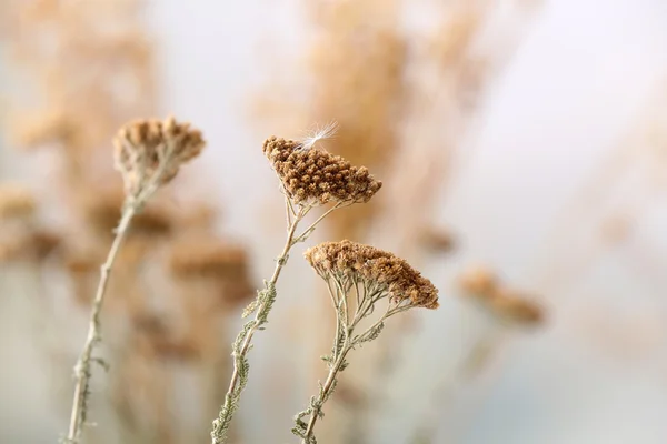 Getrocknete Wildblumen — Stockfoto