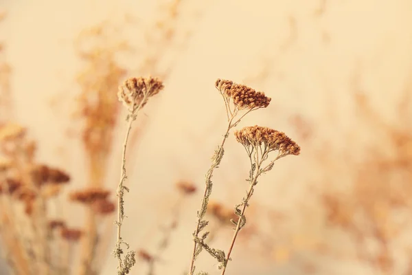 Herfst gedroogde bloemen — Stockfoto