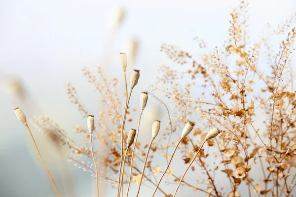 Trockenblumen im Herbst — Stockfoto