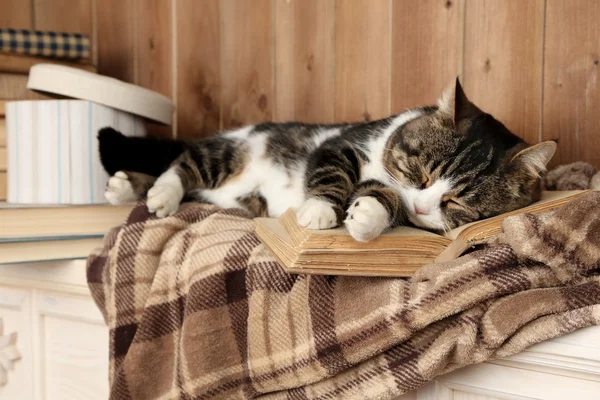 Niedliche Katze mit Buch — Stockfoto