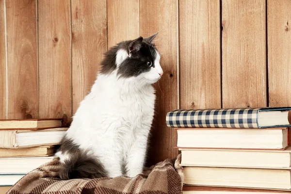 Cat sitting on plaid with books — Stock Photo, Image