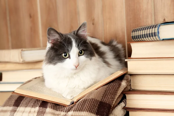 Cute cat with book — Stock Photo, Image