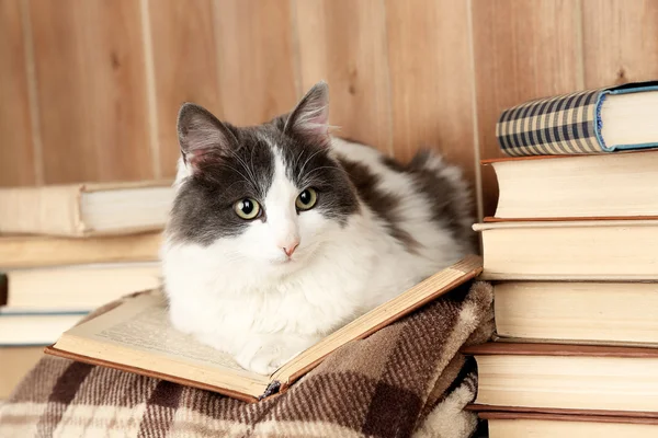 Kitap ile şirin kedi