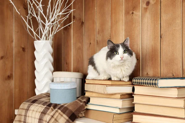 Кот сидит на книгах — стоковое фото