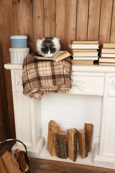 प्लेड पर किताब के साथ बिल्ली — स्टॉक फ़ोटो, इमेज