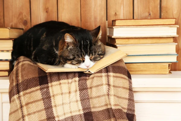 Cute cat with book — Stock Photo, Image