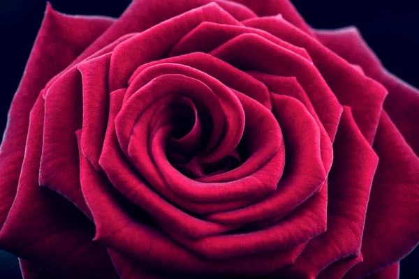 Piękna czerwona róża zbliżenie — Zdjęcie stockowe