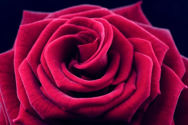 Piękna czerwona róża zbliżenie — Zdjęcie stockowe