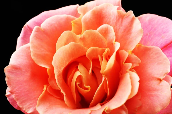 Красивая оранжевая роза крупным планом — стоковое фото