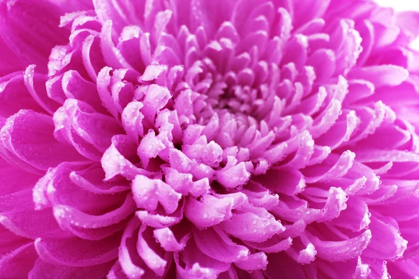 Beautiful chrysanthemum close-up — Stock Photo, Image