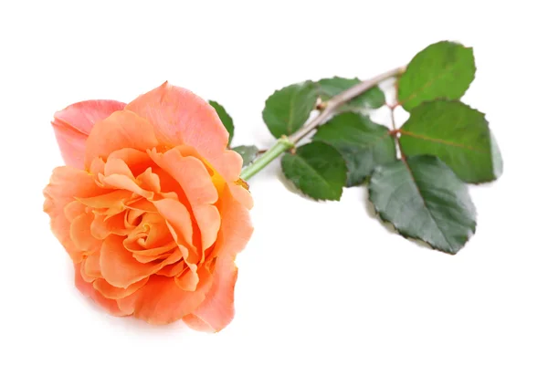 Schöne orangefarbene Rose isoliert auf weiß — Stockfoto