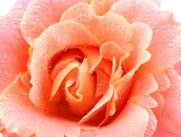 ดอกกุหลาบสีส้มที่สวยงาม — ภาพถ่ายสต็อก