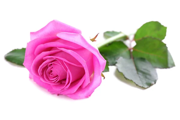 Beautiful pink rose isolated on white — Stock Photo, Image