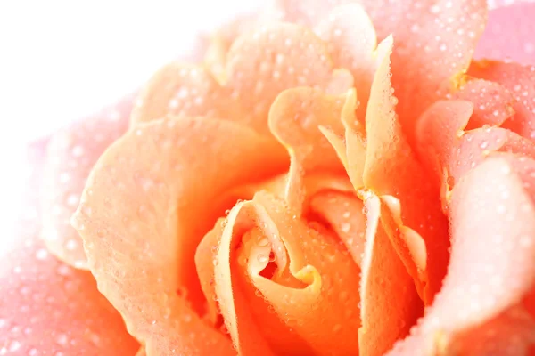 Beautiful orange rose close-up — Stock Photo, Image