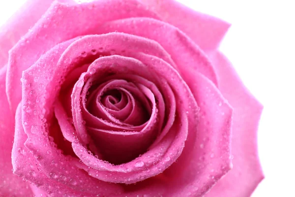 Schöne rosa Rose Nahaufnahme — Stockfoto