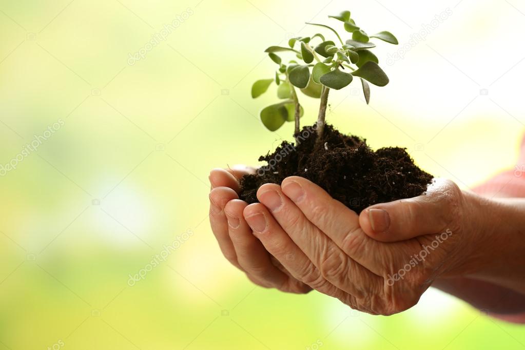 Old hands and young plant