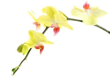 orkide çiçekleri beyaz izole
