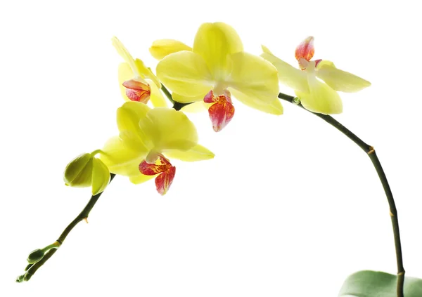 Flores de orquídea aisladas en blanco — Foto de Stock