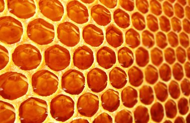 Bal Tarağı Arkaplanı