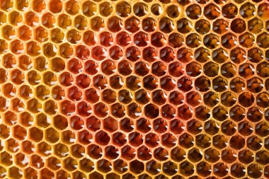 Bal Tarağı Arkaplanı