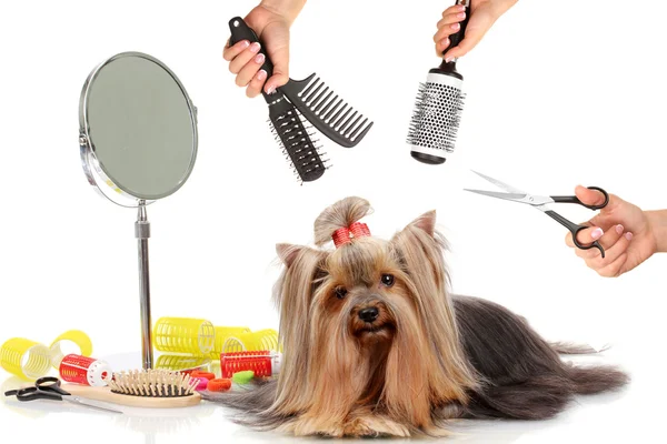 Yorkshire Terrier Fellpflege — Stockfoto