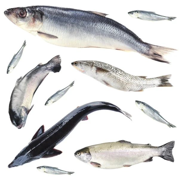 Fresh fish collage, isolated on white — Stock Photo, Image