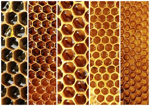 Honeycomb collage — Stock Photo, Image