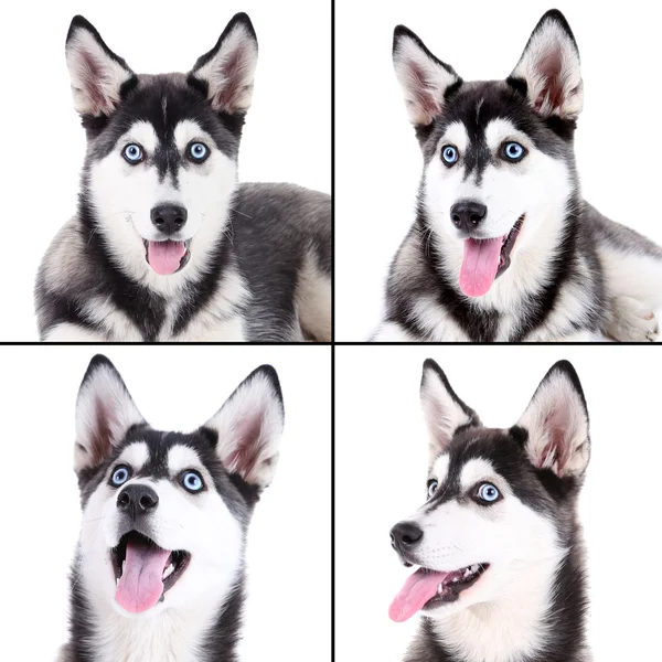 Colagem de retratos Husky — Fotografia de Stock