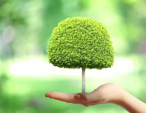 Small tree in hand on nature background — Stock Photo, Image
