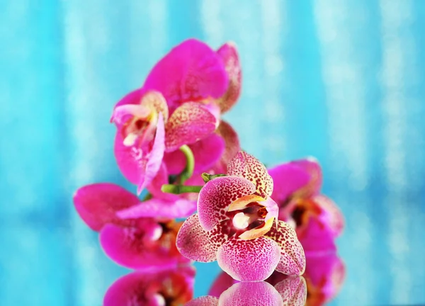 Hermosa orquídea sobre fondo azul —  Fotos de Stock
