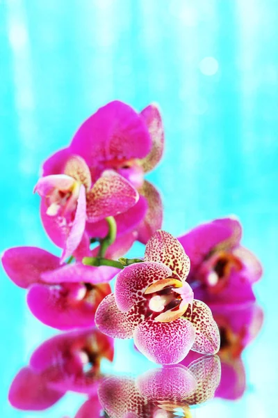 Beautiful orchid on blue background — Stock Photo, Image
