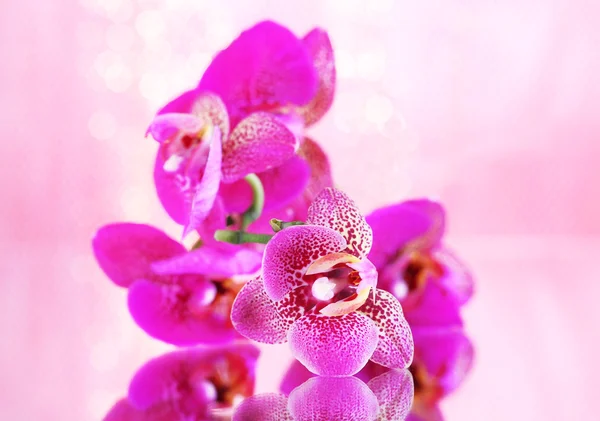 Bella orchidea su sfondo rosa — Foto Stock