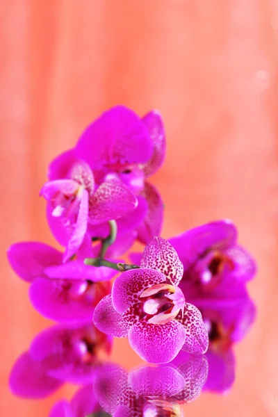 Vackra orkidé på orange bakgrund — Stockfoto