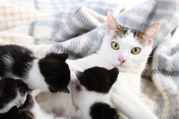 Gatto madre e gattini — Foto Stock