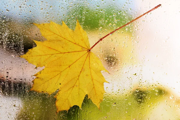 Autumn yellow maple leaf — Stock Photo, Image